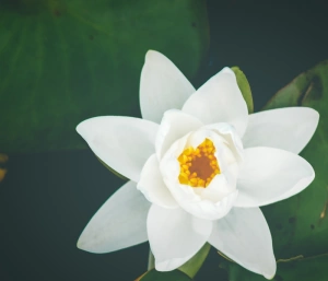 photo of a white lotus blossom